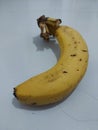 Raw bananas & x28;excluding the skin& x29; contain 75% water, 23% carbohydrates, 1% protein. Royalty Free Stock Photo