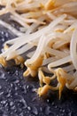 Raw bean sprouts mung closeup. Vertical