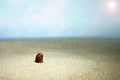 Raw beans cleaned in the sand as a symbol of fertility.  Balanced diet, cooking, vegetarian and clean food concept.  Healthy food Royalty Free Stock Photo