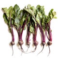 Raw Beetroot Isolated Royalty Free Stock Photo