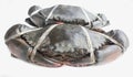 Raw black crab Royalty Free Stock Photo