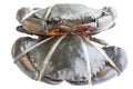 Raw black crab Royalty Free Stock Photo