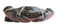 Raw black crab Royalty Free Stock Photo