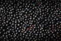 Raw black currant close up Royalty Free Stock Photo