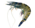 Raw black tiger prawn