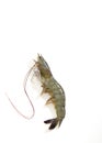 One raw shrimp on white Royalty Free Stock Photo
