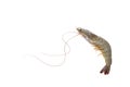 One raw shrimp on white Royalty Free Stock Photo