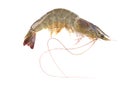 One raw shrimp on white Royalty Free Stock Photo