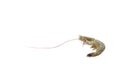 One raw shrimp on white Royalty Free Stock Photo