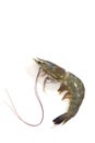 One raw shrimp on white Royalty Free Stock Photo