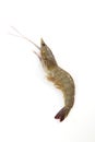 One raw shrimp on white Royalty Free Stock Photo