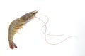 One raw shrimp on white Royalty Free Stock Photo