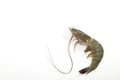 One raw shrimp on white Royalty Free Stock Photo