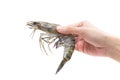 Raw Black Tiger Shrimp in hands Royalty Free Stock Photo