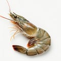 Raw black tiger shrimp isolated on white background Royalty Free Stock Photo