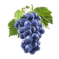 Raw blue grapes bunch isolated on white background Royalty Free Stock Photo