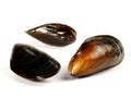 Raw Blue Mussel Royalty Free Stock Photo