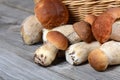 The raw boletus edulis a background