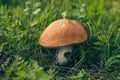 Raw Boletus mushroom growing in the forest. Seasonal mushroom picking. Edible delicious forest mushroom for cooking. A