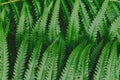 raw bracken greenery forest pattern background Royalty Free Stock Photo