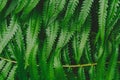 raw bracken greenery forest pattern background Royalty Free Stock Photo