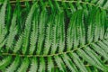 raw bracken greenery forest pattern background Royalty Free Stock Photo