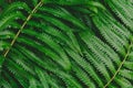 raw bracken greenery forest pattern background Royalty Free Stock Photo