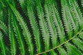 raw bracken greenery forest pattern background Royalty Free Stock Photo