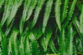 raw bracken greenery forest pattern background Royalty Free Stock Photo