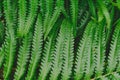 raw bracken greenery forest pattern background Royalty Free Stock Photo