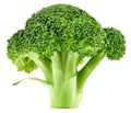 Raw broccoli isolated Royalty Free Stock Photo