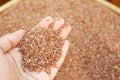 raw brown rice hand close up Royalty Free Stock Photo