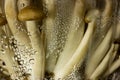 Raw brown shimiji or shimeji mushrooms in a plastic package with water drops.