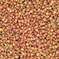 Raw buckwheat groats background, dry cereal seeds, large detailed textured macro closeup abstract grain texture pattern