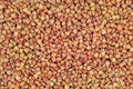 Raw buckwheat groats background, dry cereal seeds, large horizontal detailed textured macro closeup abstract grain texture pattern