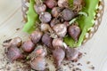 Raw bulbs of tassel hyacinth