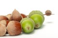 Raw bunch hazelnuts and acorns with shell aand branch macro isolated on white background