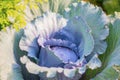 Raw cabbage Royalty Free Stock Photo