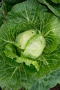 Raw Cabbage in the garden Royalty Free Stock Photo