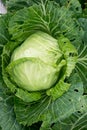 Raw Cabbage in the garden Royalty Free Stock Photo