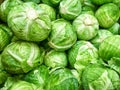 Raw cabbage Royalty Free Stock Photo