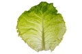 Raw cabbage leaf with view of cribro-vascular bundles