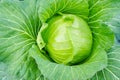 Raw cabbage Royalty Free Stock Photo