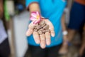 Raw cacao beans with balinese frangipani flower in the hand