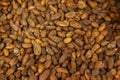 Raw cacao beans Royalty Free Stock Photo