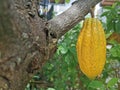 Raw cacao with natural daylight