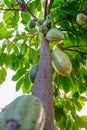 .Raw cacao pods and cocoa fruit trees in the cocoa plantation Royalty Free Stock Photo