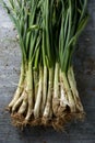 Raw calcots, sweet onions typical of Catalonia, Spain Royalty Free Stock Photo