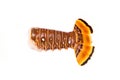 Raw Caribbean rock lobster tail