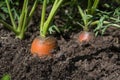 Raw carrot with tops is growing. Farming. Close up, macro.